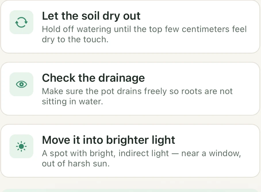 Example care plan: let the soil dry out, check drainage and move the plant into brighter indirect light